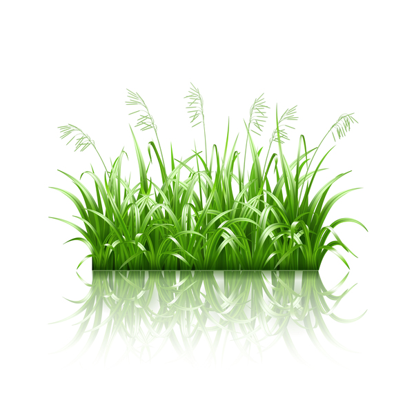 Green grass with grass seeds vector 02