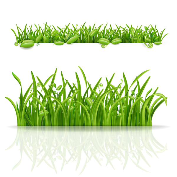 Green grass with leaves vector illustration 02