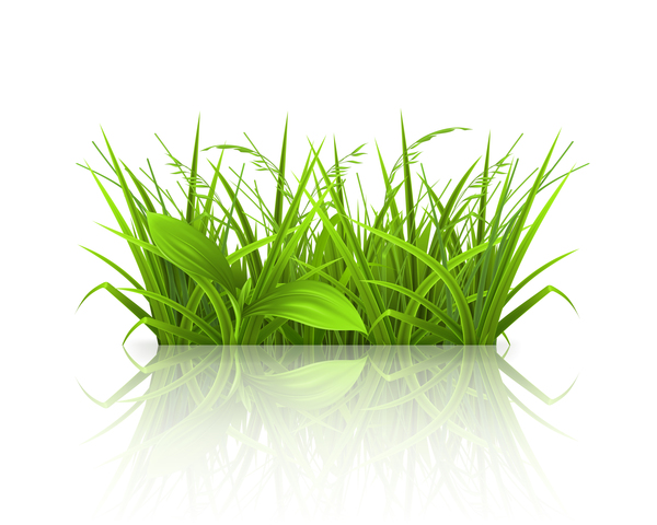 Green grass with leaves vector illustration 03