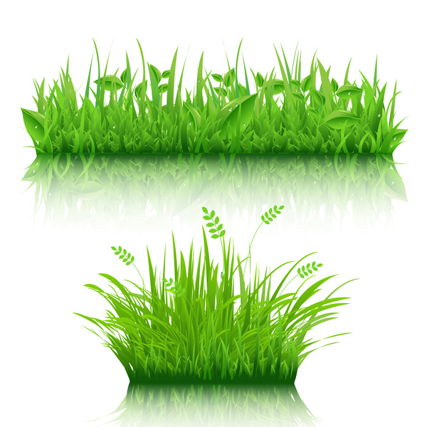 Green grass with leaves vector illustration 04