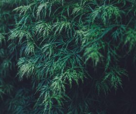 Green leaf Stock Photo