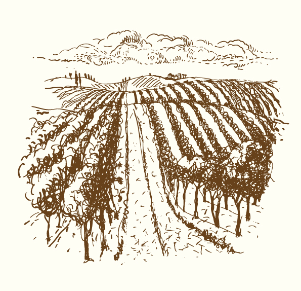 Hand drawn vineyard vector 05
