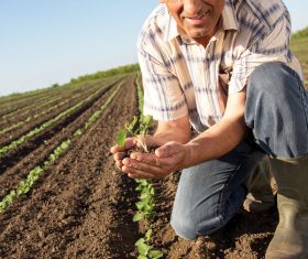Hand holding seedlings of farmers Stock Photo 01