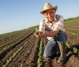 Hand holding seedlings of farmers Stock Photo 02