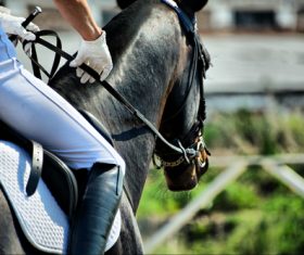 Horse trainer Stock Photo