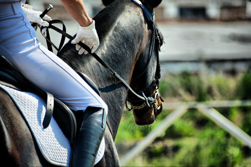 Horse trainer Stock Photo