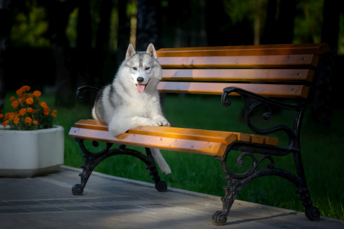 Husky dog in a city park Stock Photo (1)