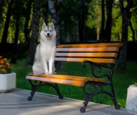 Husky dog in a city park Stock Photo (2)