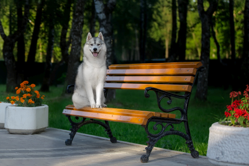 Husky dog in a city park Stock Photo (2)