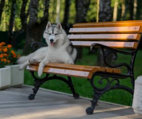 Husky dog in a city park Stock Photo (3)