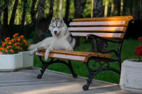 Husky dog in a city park Stock Photo (3)