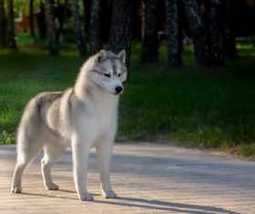 Husky dog in a city park Stock Photo (4)