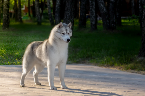 Husky dog in a city park Stock Photo (4)