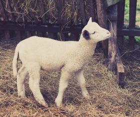 Lambs in the circle Stock Photo