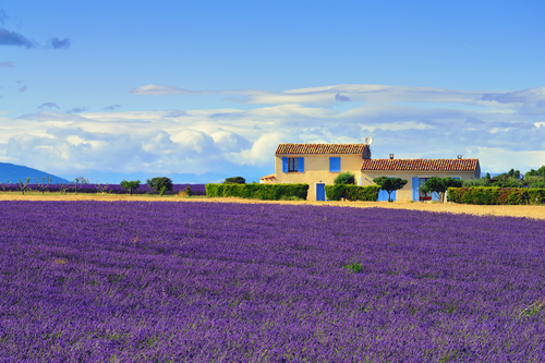 Lavender Town Provence Stock Photo 01