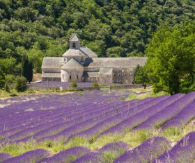 Lavender Town Provence Stock Photo 02
