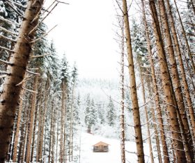 Leafless tall trees in winter landscape Stock Photo