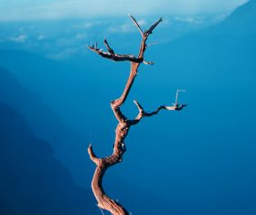 Leafless tree on blur mountain range landscape Stock Photo