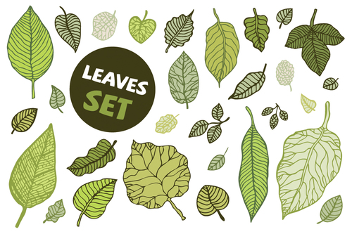 Leaves spring illustration vector set