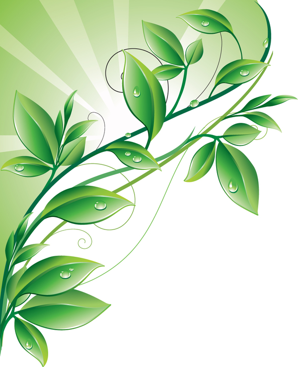 Leaves with water drip vector