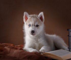 Little Husky dog with blue eyes Stock Photo (1)