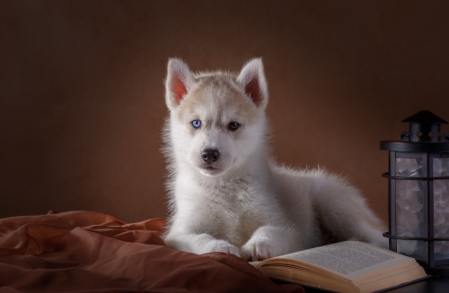 Little Husky dog with blue eyes Stock Photo (1)