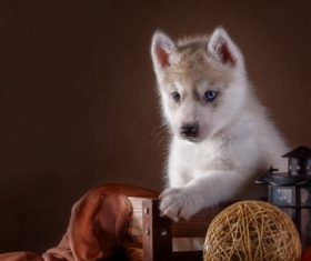Little Husky dog with blue eyes Stock Photo (2)