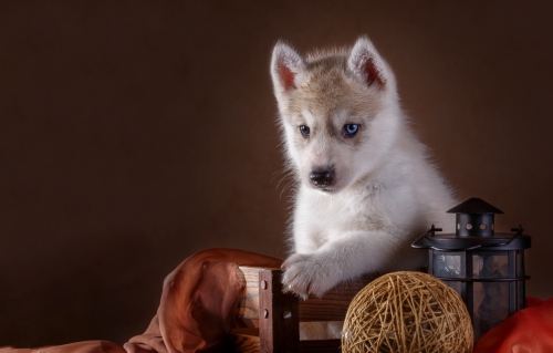 Little Husky dog with blue eyes Stock Photo (2)