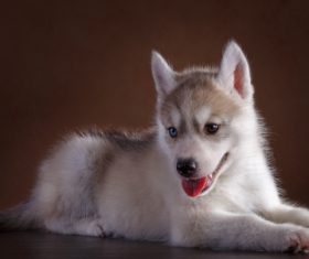 Little Husky dog with blue eyes Stock Photo (3)