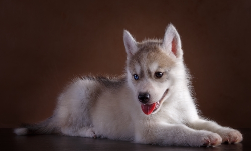 Little Husky dog with blue eyes Stock Photo (3)