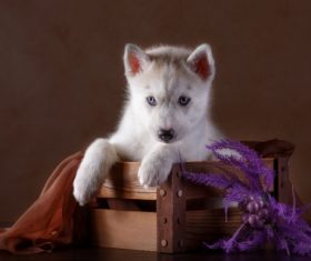 Little Husky dog with blue eyes Stock Photo (4)
