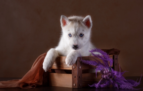 Little Husky dog with blue eyes Stock Photo (4)