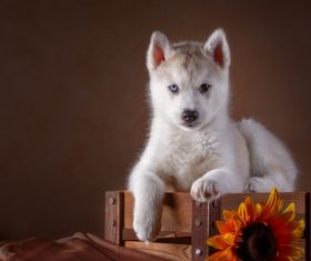 Little Husky dog with blue eyes Stock Photo (5)