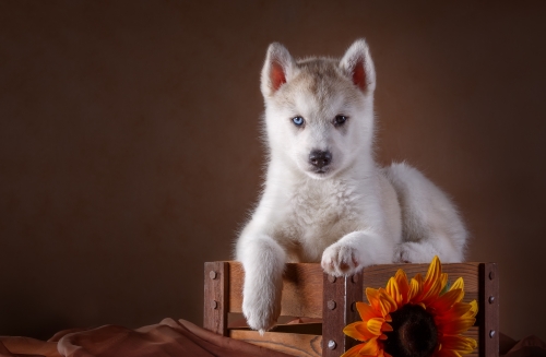 Little Husky dog with blue eyes Stock Photo (5)