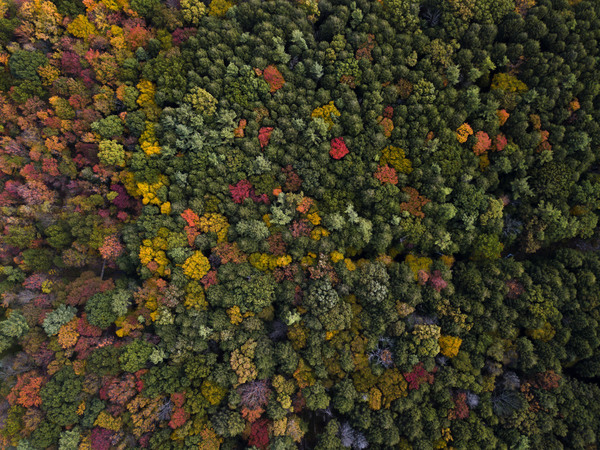 Luxuriant trees forest from high view Stock Photo