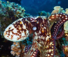 Octopus and Colorful underwater reef Stock Photo