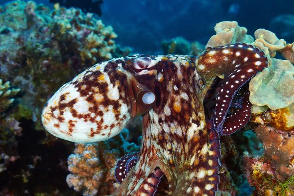 Octopus and Colorful underwater reef Stock Photo