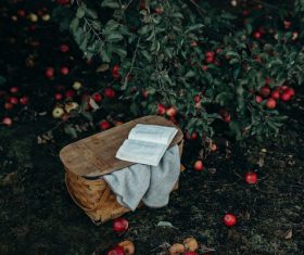 Open book in ripe apples garden Stock Photo