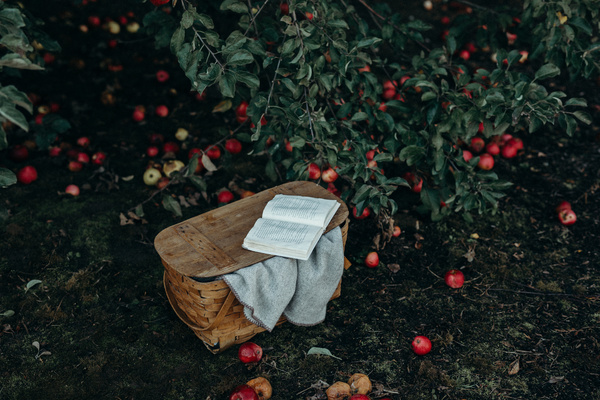 Open book in ripe apples garden Stock Photo