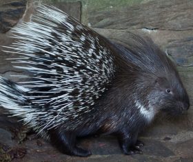 Porcupine Stock Photo 01