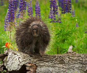 Porcupine Stock Photo 02