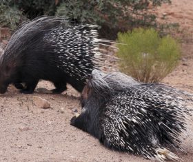 Porcupine Stock Photo 03