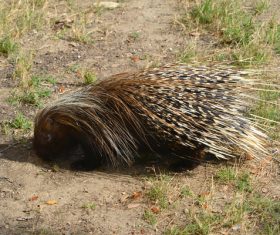 Porcupine Stock Photo 04