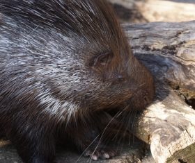 Porcupine Stock Photo 05