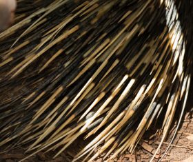 Porcupine Stock Photo 06