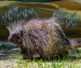Porcupine Stock Photo 07