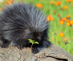 Porcupine Stock Photo 08