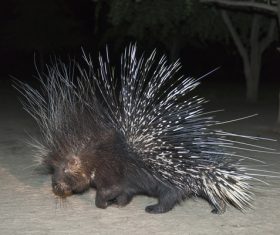 Porcupine Stock Photo 09