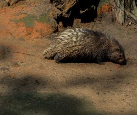 Porcupine Stock Photo 10