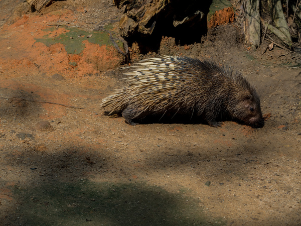 Porcupine Stock Photo 10